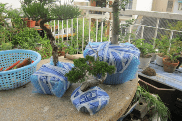 van-chuyen-cay-canh-3
